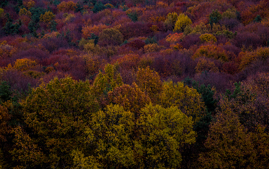 Canopy of deciduous trees