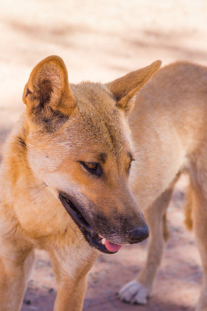 istock Dingo in the wild, Australia, close up 621490794