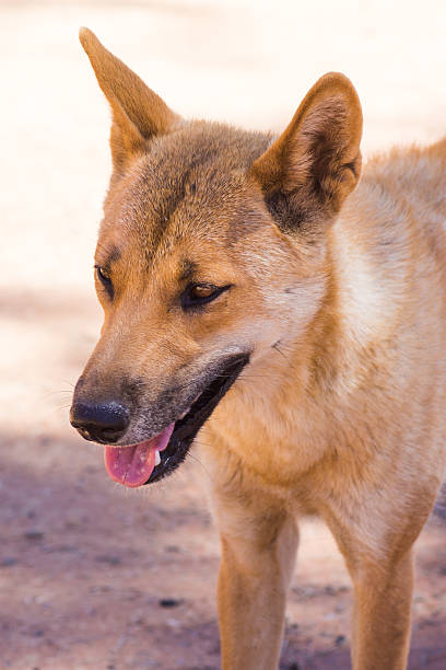 istock Dingo in the wild, Australia, close up 621490954