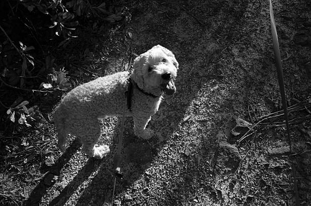 istock Happy Smiling Dog Looking Up To The Camera 621491128