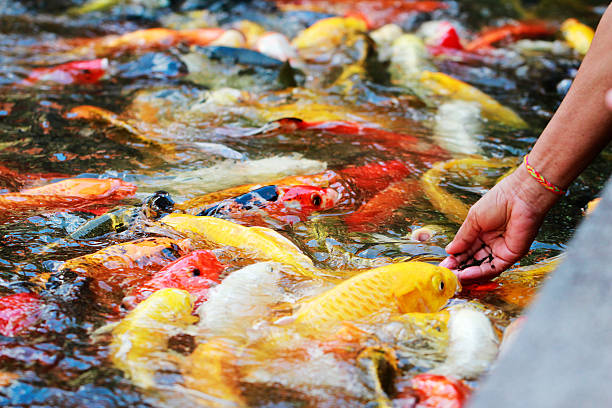 istock hand feeding to fancy koi carp in pond 621491624
