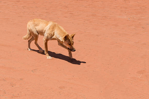 Dingo in outback Australia running up to something, panning shot