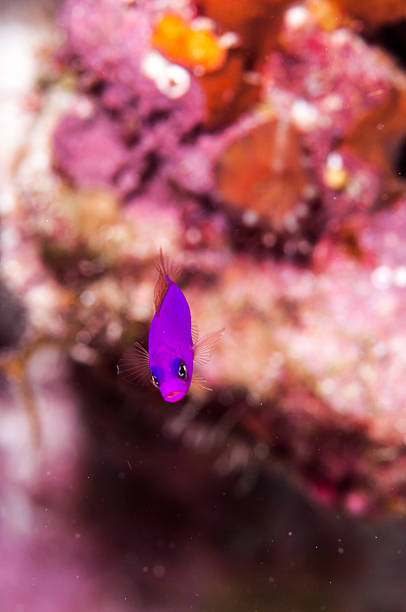 Magenta dottyback Magenta dottyback orchid dottyback stock pictures, royalty-free photos & images