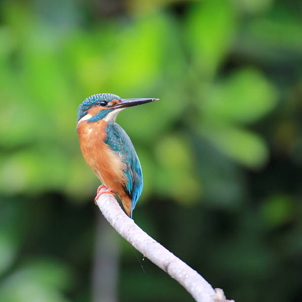 istock Beautiful blue Kingfisher bird on a branch. (Alcedo atthis) 621493478