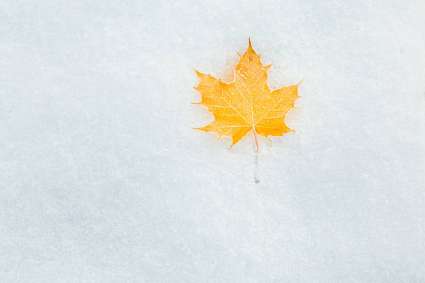 foglia d'acero giallo caduto sulla neve. sfondo invernale. - maple leaf close up symbol autumn foto e immagini stock