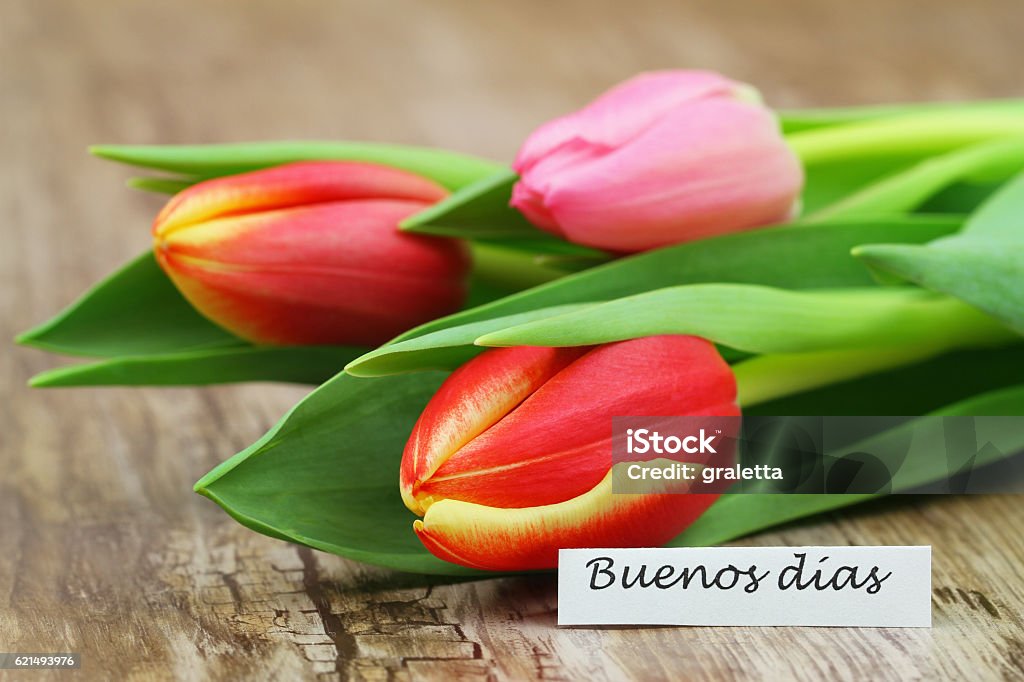  Tarjeta Buenos Días Con Tulipanes De Colores Foto de stock y más banco de  imágenes de Belleza de la naturaleza - Belleza de la naturaleza, Color  vibrante, Colorido - iStock