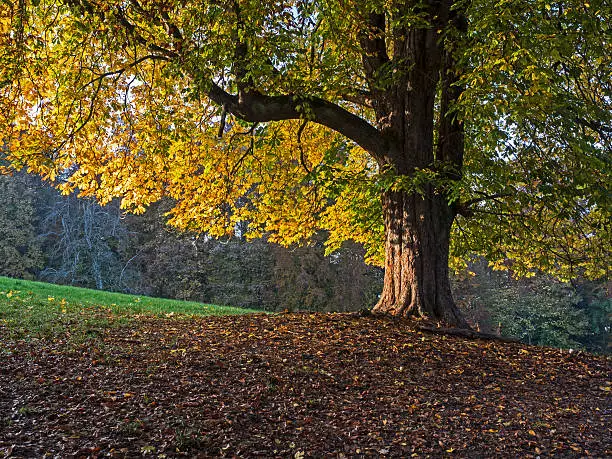 Outdoor photography of a buckeye in autumn.