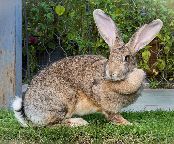 Brown Flemish Giant Rabbit in the Garden Rabbit sitting on grass in Saraburi province,Thailand  benelux stock pictures, royalty-free photos & images