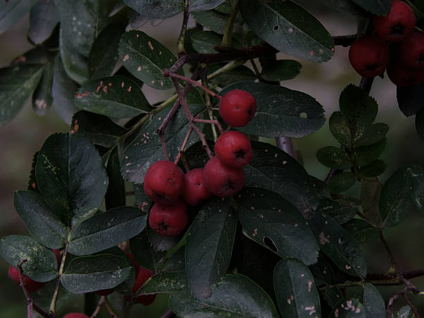 istock Maturation of black mountain ash on a branch close-up 621495906