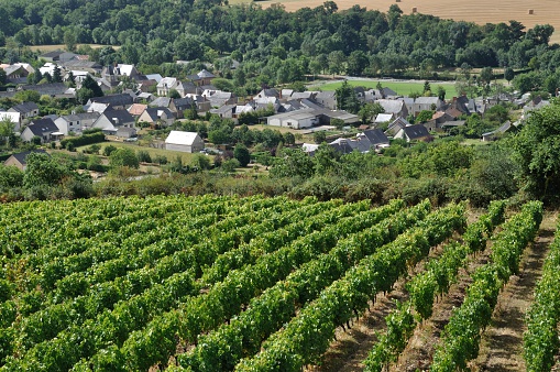 Vineyard in France \