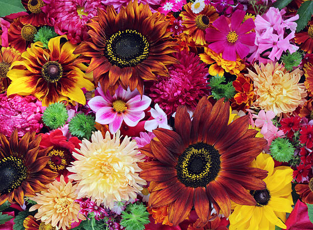 istock Background from cultivated flowers. Beautiful floral background. 621496106