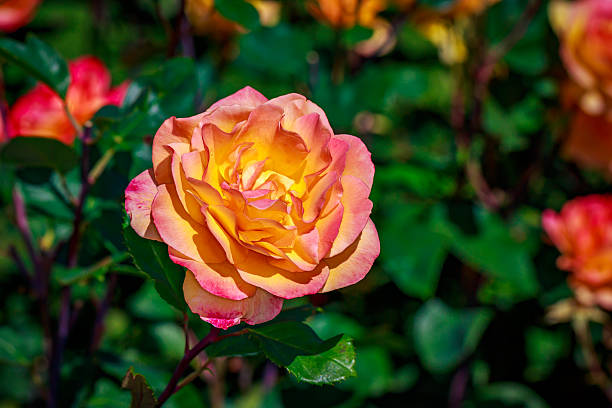 istock Beautiful Rose in Full Blossom 621496336