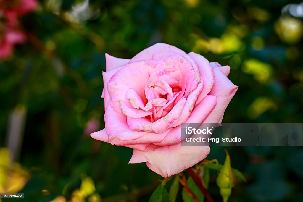 Belle Rose en fleurs - Photo de Amérique du Nord libre de droits