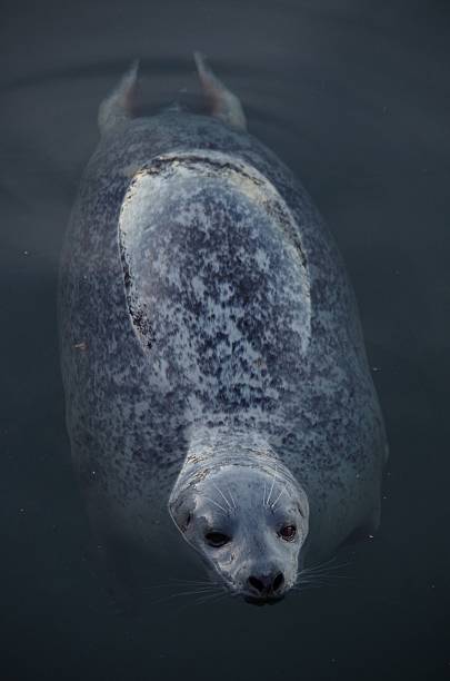 istock Floating seal, the sky reflected in its wet fur 621499098