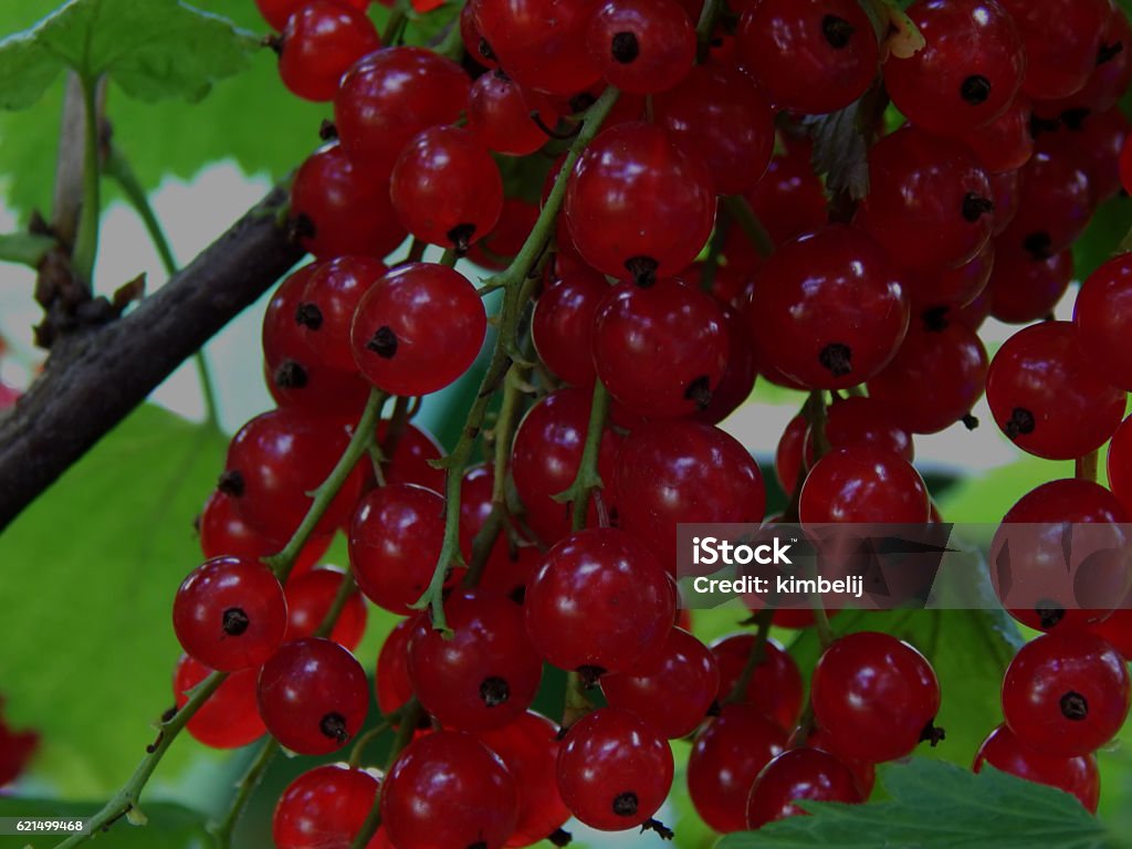 Ribes rosso su un ramo da vicino - Foto stock royalty-free di Cespuglio