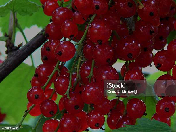 Ribes Rosso Su Un Ramo Da Vicino - Fotografie stock e altre immagini di Cespuglio - Cespuglio, Cibi e bevande, Cibo