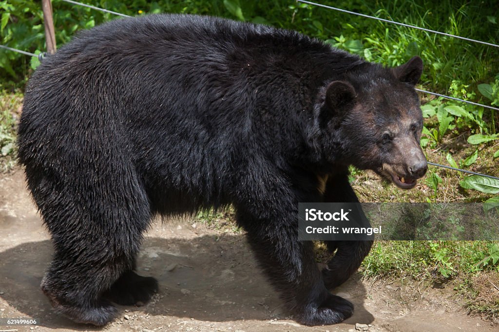 Orso nero americano (Ursus americanus). - Foto stock royalty-free di Cacciare