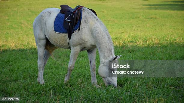 Photo libre de droit de Cheval Blanc À La Ferme banque d'images et plus d'images libres de droit de Animaux domestiques - Animaux domestiques, Cheval, Coucher de soleil