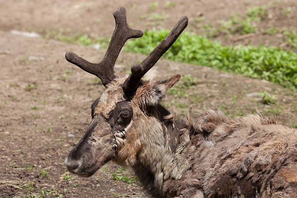 Domestic reindeer (Rangifer tarandus f. domestica), also known as the domestic caribou. Wildlife animal.
