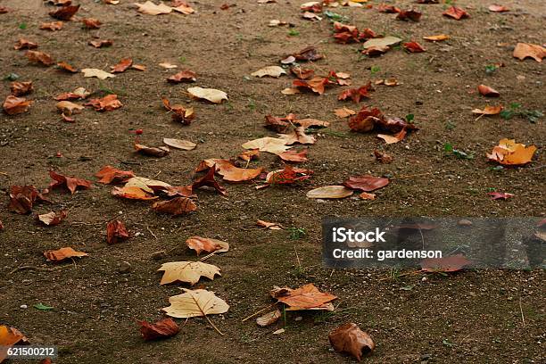 Foglie - Fotografie stock e altre immagini di Abbondanza - Abbondanza, Autunno, Composizione orizzontale