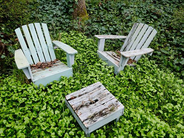 wooden chairs surrounded by weeds and ivy - skräpig trädgård bildbanksfoton och bilder