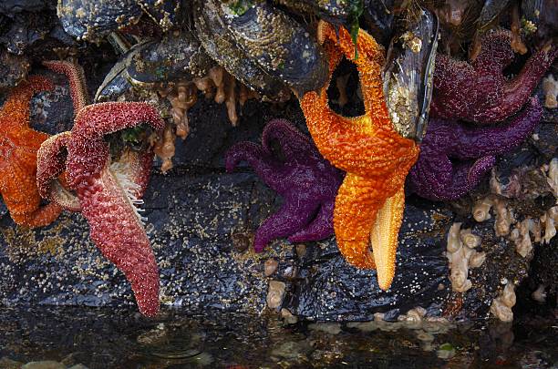 pomarańczowe i fioletowe rozgwiazdy zwisające z gigantycznych małży - ochre sea star zdjęcia i obrazy z banku zdjęć