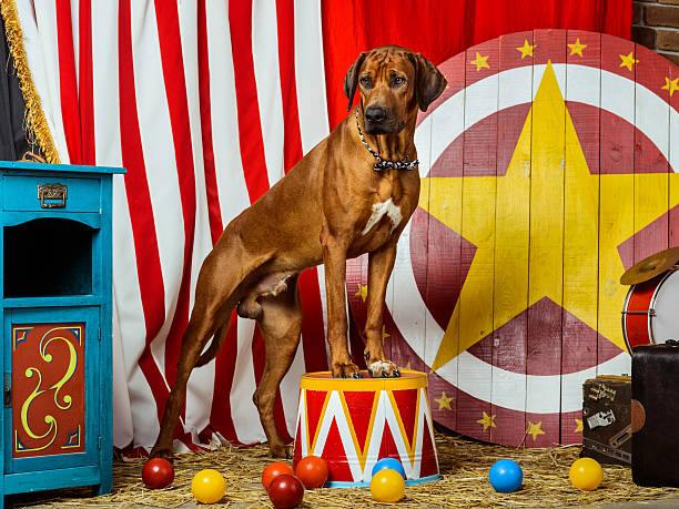 Circus Razorback 600+ Circus Dog Photos Stock Photos, Pictures & Royalty-Free Images ...