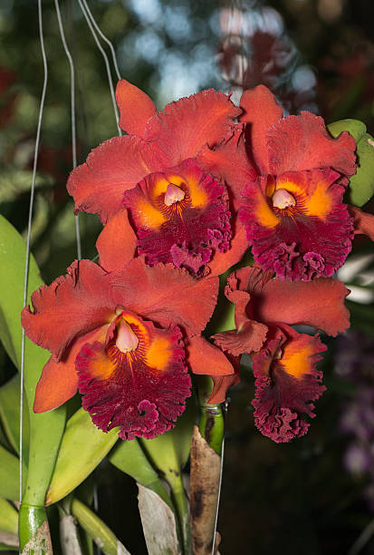 Foto de Laranja Escura Híbrida Com Flor De Orquídea Cattleya Vermelha e  mais fotos de stock de Alimento Transgênico - iStock