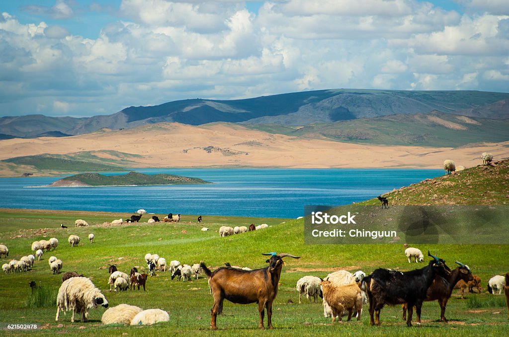 Pecore e capre - Foto stock royalty-free di Cashmere