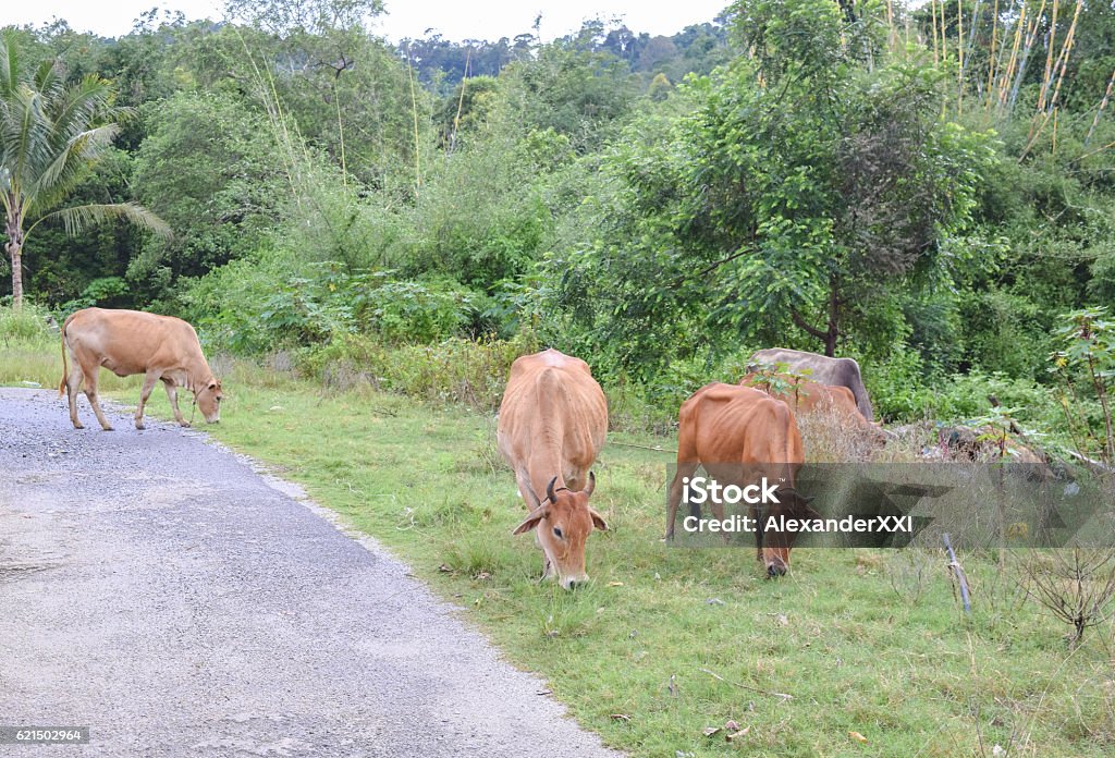 Vaches sur la route dans la forêt - Photo de Aliment libre de droits