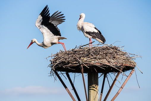 White stork lands off the nest, Salburua park, Alava (Spain)