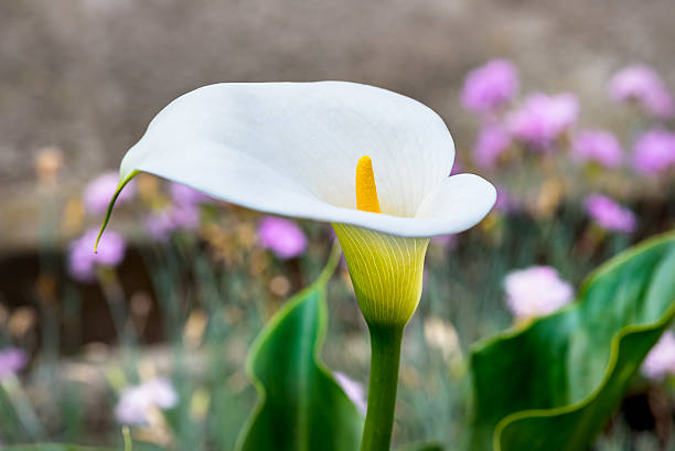 bella bianco calla (zantedeschia - lily calla lily flower single flower foto e immagini stock