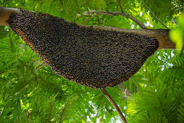 Photo of large natural beehive hanging on a tree