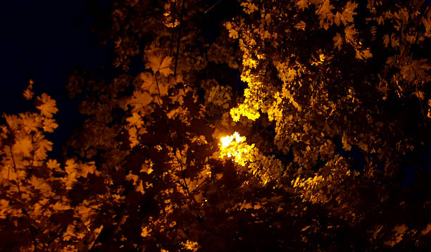 Golden autumnal beam stock photo