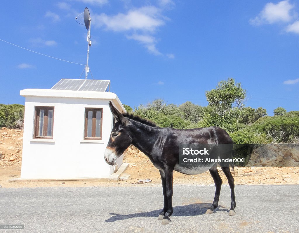 Âne sur la route. Île de Chypre - Photo de Baudet libre de droits