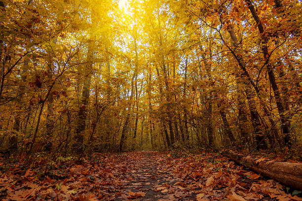 istock autumn landscapes 621505690