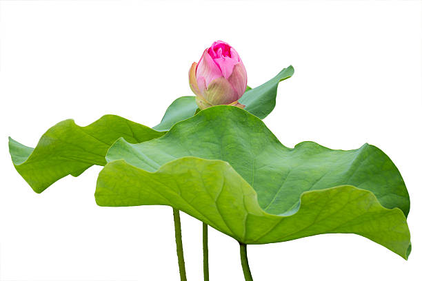 흰색에 고립 된 연꽃 꽃 봉오리 - water lily floating on water lotus leaf 뉴스 사진 이미지