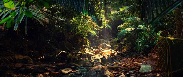 Photo of Panorama of the mountain river in the jungle, India, Goa