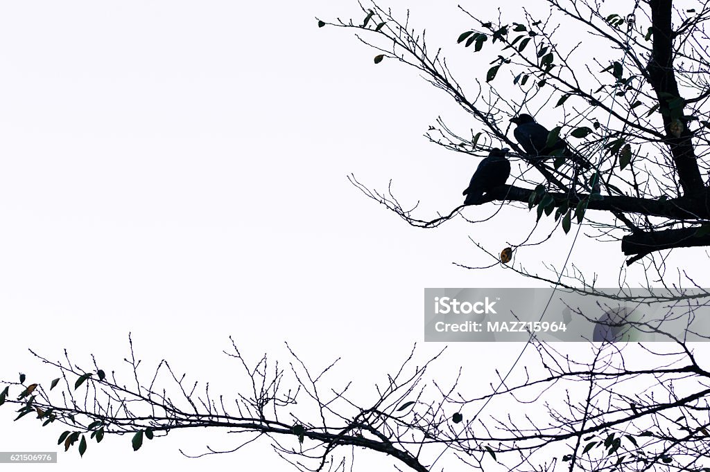 Birds Ueno Park Autumn Stock Photo