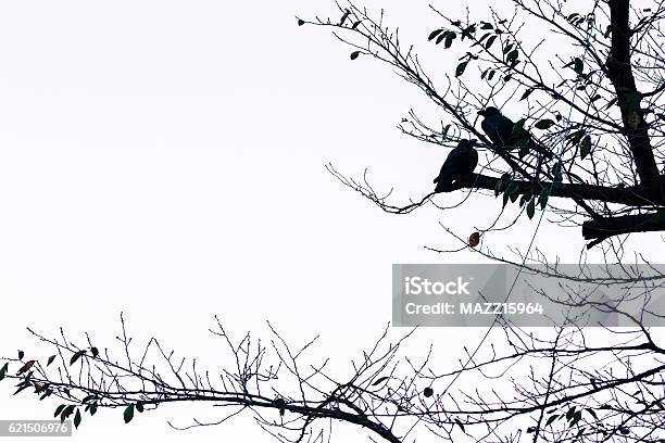 Birds Stock Photo - Download Image Now - Autumn, Bird, Cold Temperature