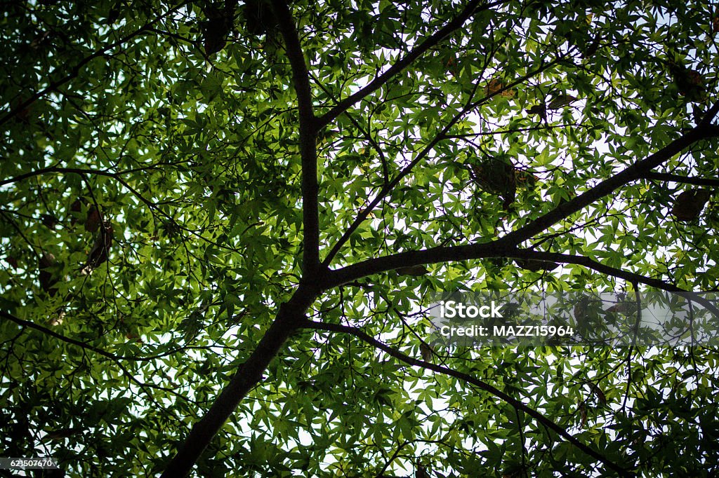 Tree Ueno Park Green Color Stock Photo
