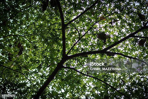 Tree Stock Photo - Download Image Now - Green Color, Horizontal, Looking At View