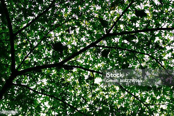 Tree Stock Photo - Download Image Now - Freshness, Green Color, Horizontal