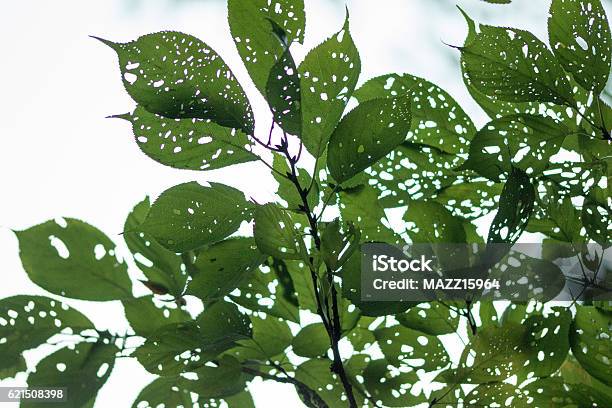 Leaves Stock Photo - Download Image Now - Autumn, Green Color, Hole