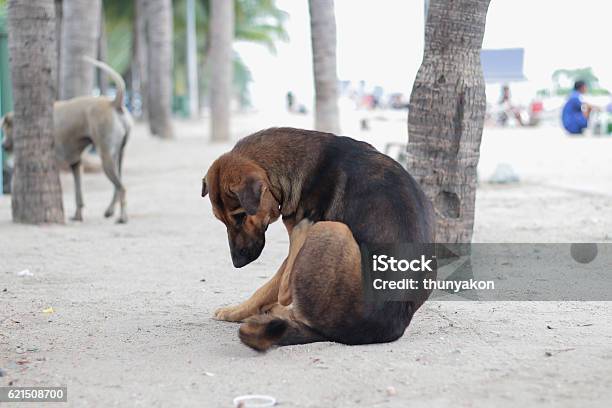 Stray Hund Stockfoto und mehr Bilder von Abgeschiedenheit - Abgeschiedenheit, Abwesenheit, Braun