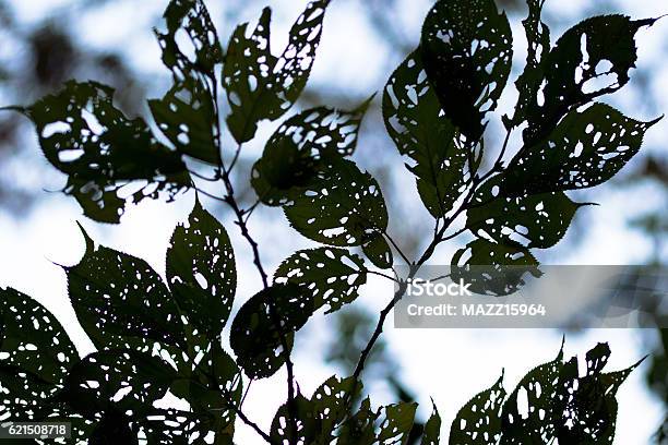 Leaves Stock Photo - Download Image Now - Autumn, Green Color, Hole