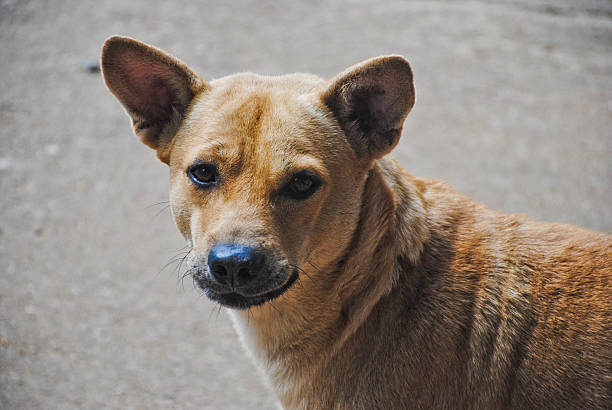 istock Close-up of brown dog looking at camera 621569112