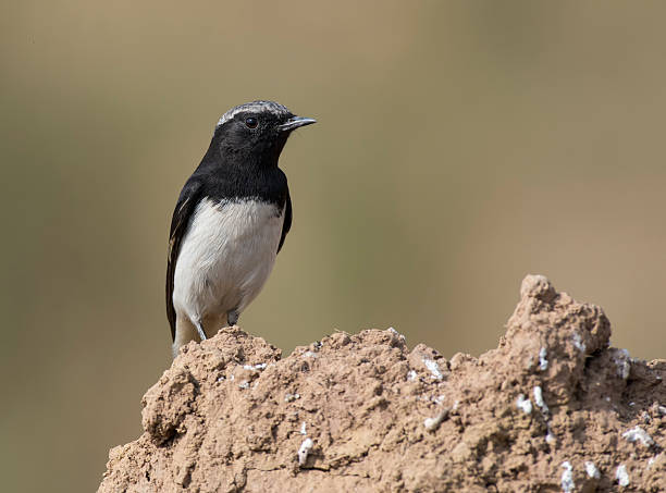 Variable Wheatear 60+ Sialkot Pakistan Stock Photos, Pictures & Royalty-Free Images - iStock