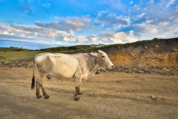 Transkei Cow Eastern Cape South Africa nguni cattle stock pictures, royalty-free photos & images