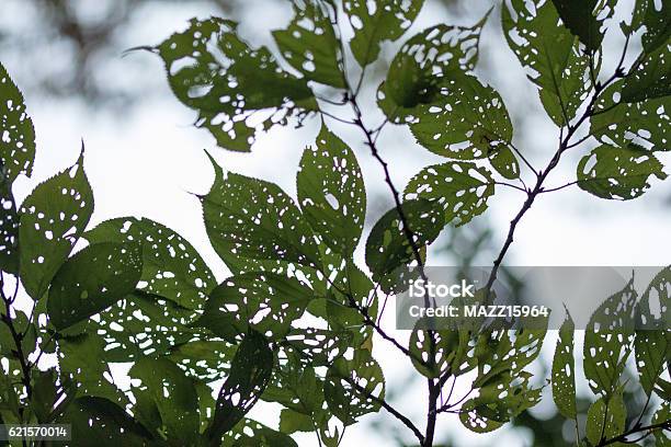 Leaves Stock Photo - Download Image Now - Autumn, Cold Temperature, Green Color